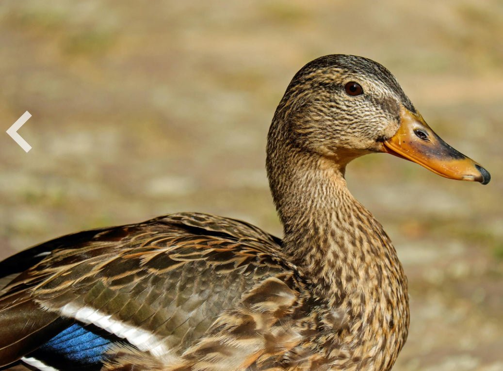 Live Water Duck -NYC
