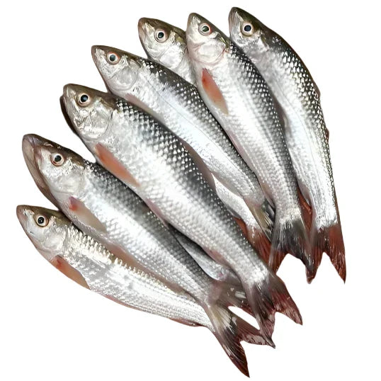 Bata Fish (block) - 500 gm -NYC