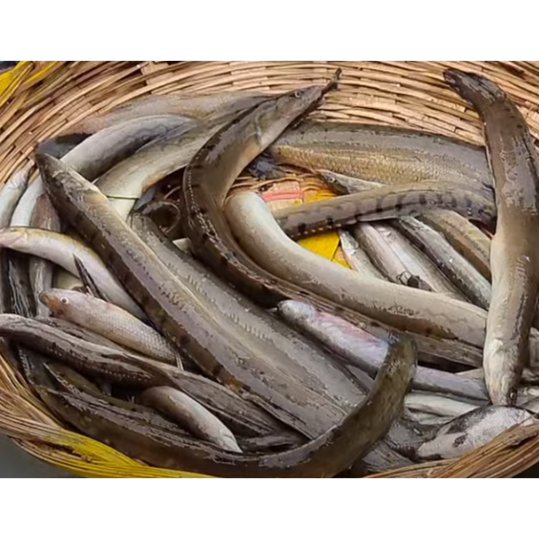 Long Baim Fish -2.2lb -NYC