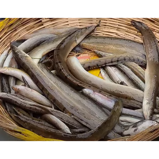 Long Baim Fish -2.2lb -NYC