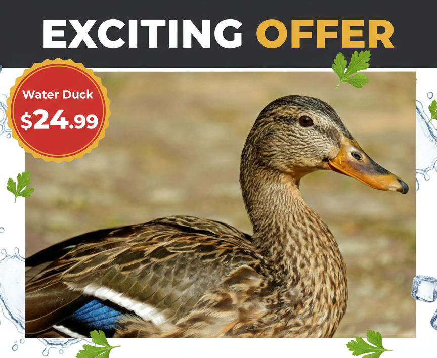 Water Duck – Limited Time Offer ($24.99)
