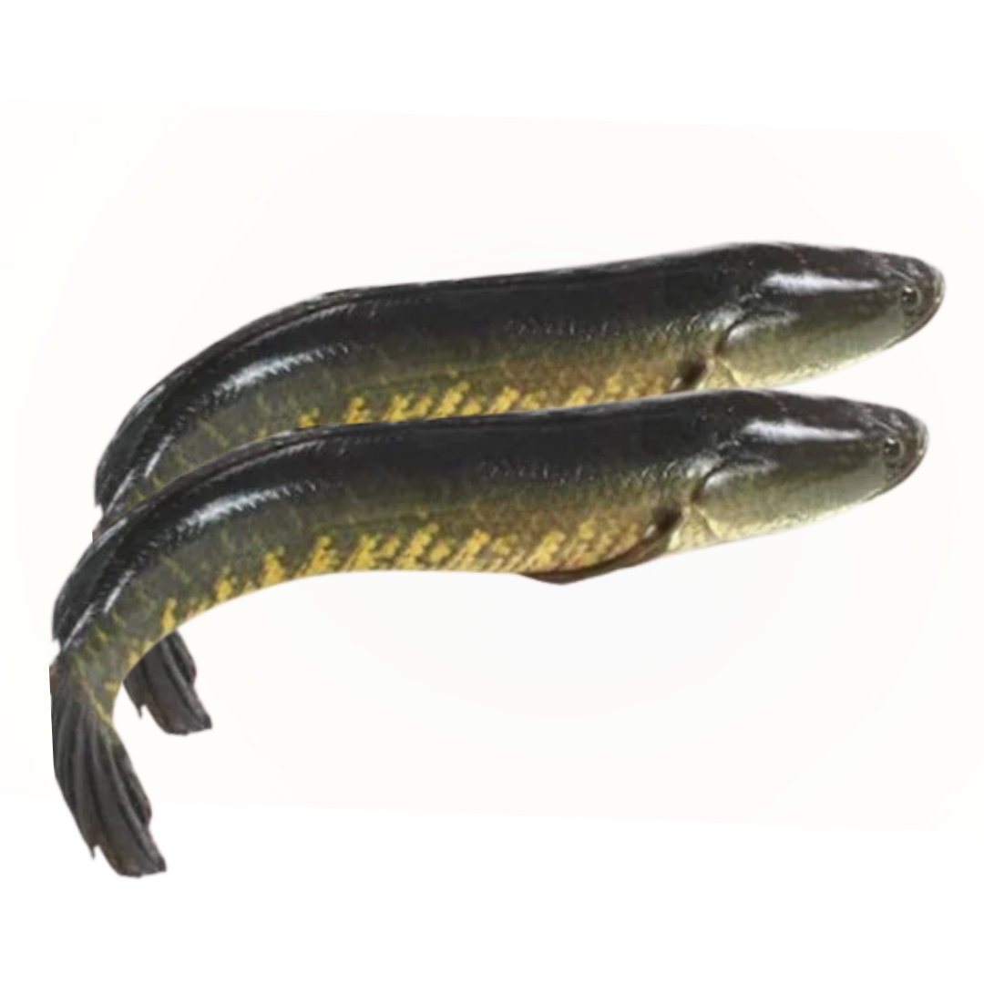 Shol Fish (Steak )- 2 lb -NYC