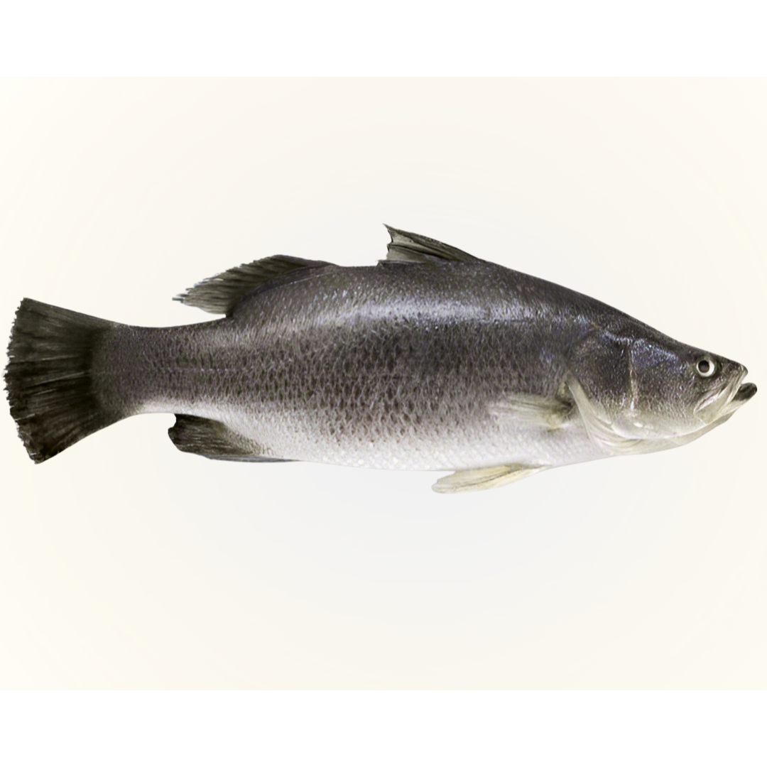 Big Koral Fish Head pcs from 14 kg up Koral Fish (Cut Into Pcs)( Vacuum Packed)-(2-2.2 lb)