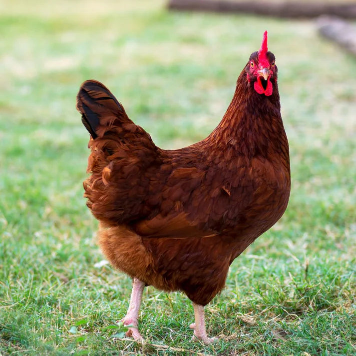 Whole Live Red Desi Baby Chicken (2.8 - 3.3 lb) (clean and cut)