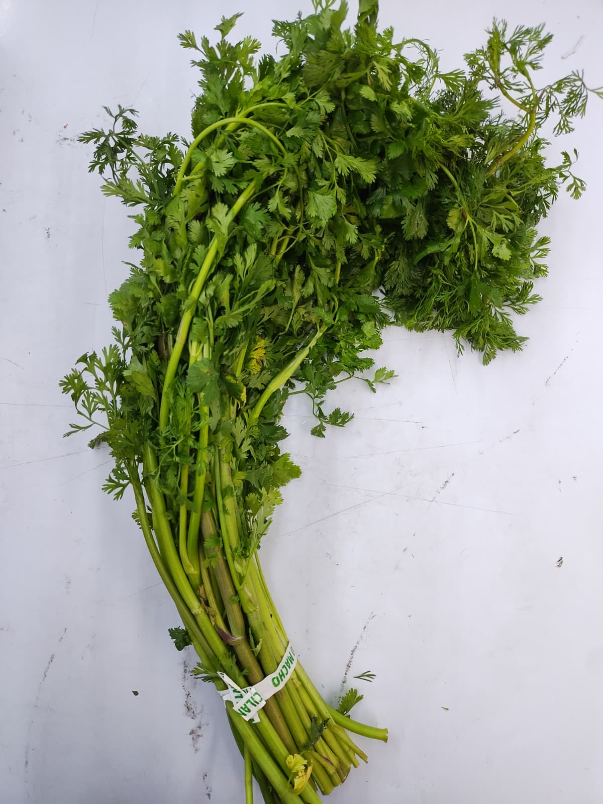 Cilantro- 1 Bundle( .8-1.1 lb)