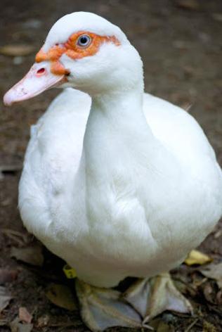 Live whole duck (Muscovy) - around 10lb live