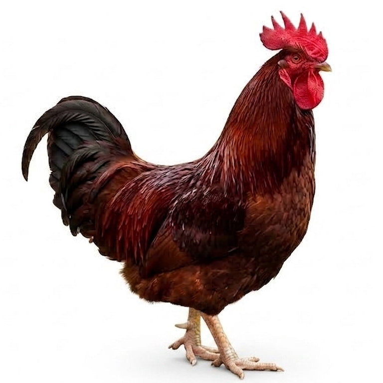 Red-Rooster