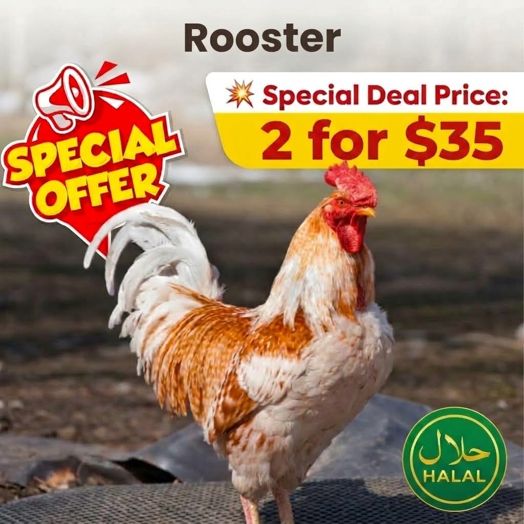 Rooster special deal
