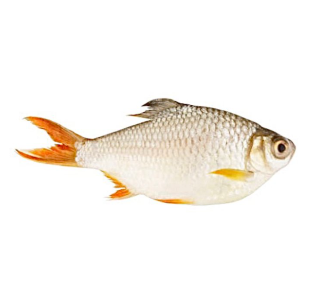 Red Puti Fish-500gm
