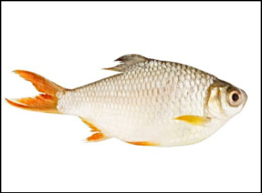 Rani Puti- around 1.5 lb