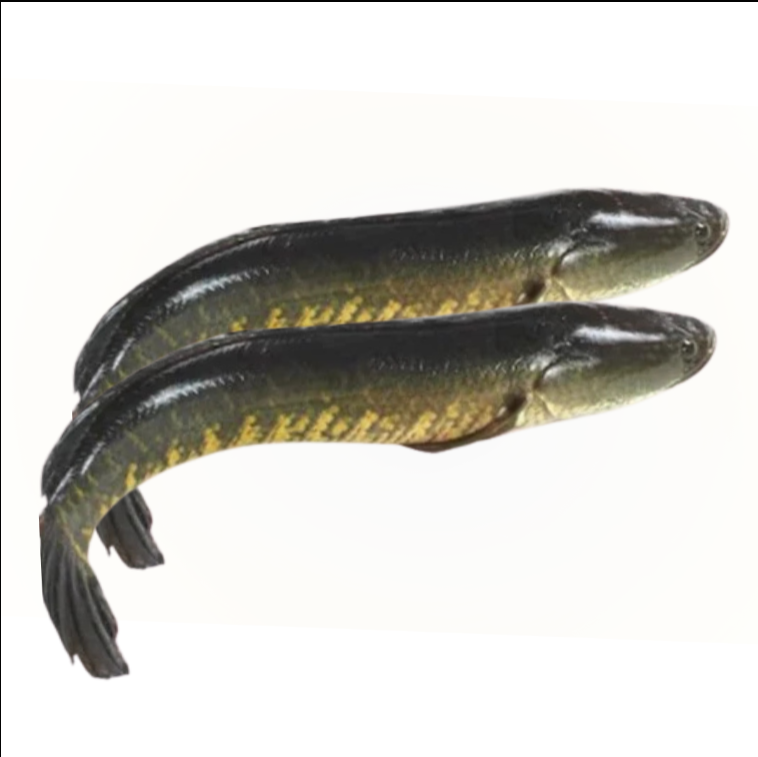 PUTUL Shol Fish (Steak )- 500gm-NYC