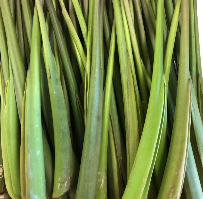Fresh Taro Stalks / Taro Stems (Kochur Data / Thana/Baha) – 1 lb Pack-NYC