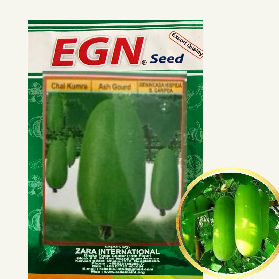 Ash Gourd Seed (চাল কুমড়া বীজ)