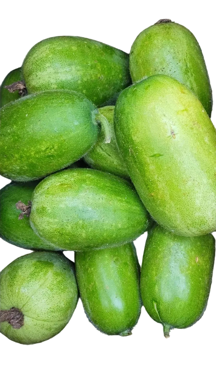 Fresh Chal Kumra - Deshi Jali (চাল কুমড়া/জালি কুমড়া)