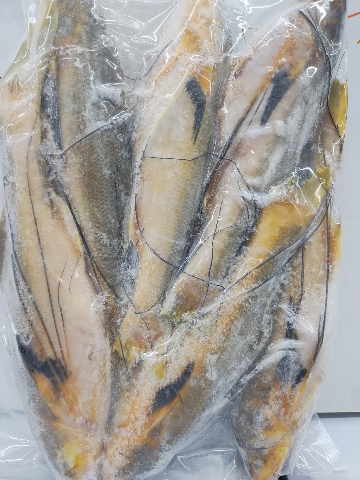 Taposhi Fish (Big Size)(Vacuum Pack)-2 lb-NYC