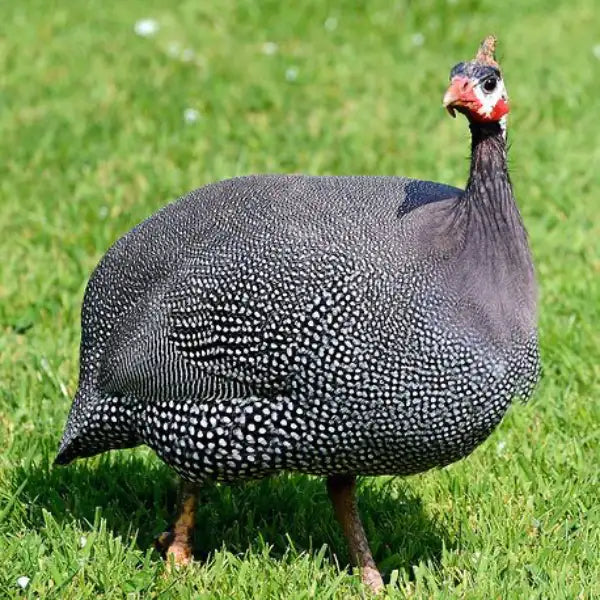 Guinea Fowl – Cheena Chicken -NYC
