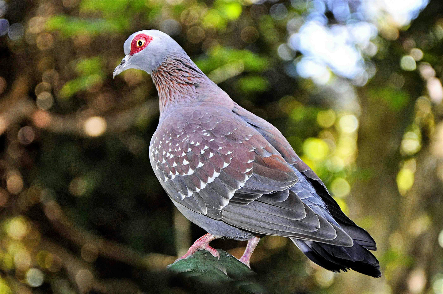Live whole pigeon