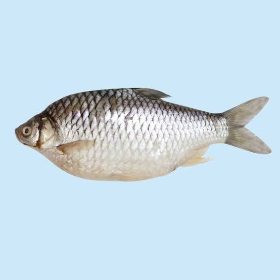 Shor Puti Fish -1.5 kg Up-NYC