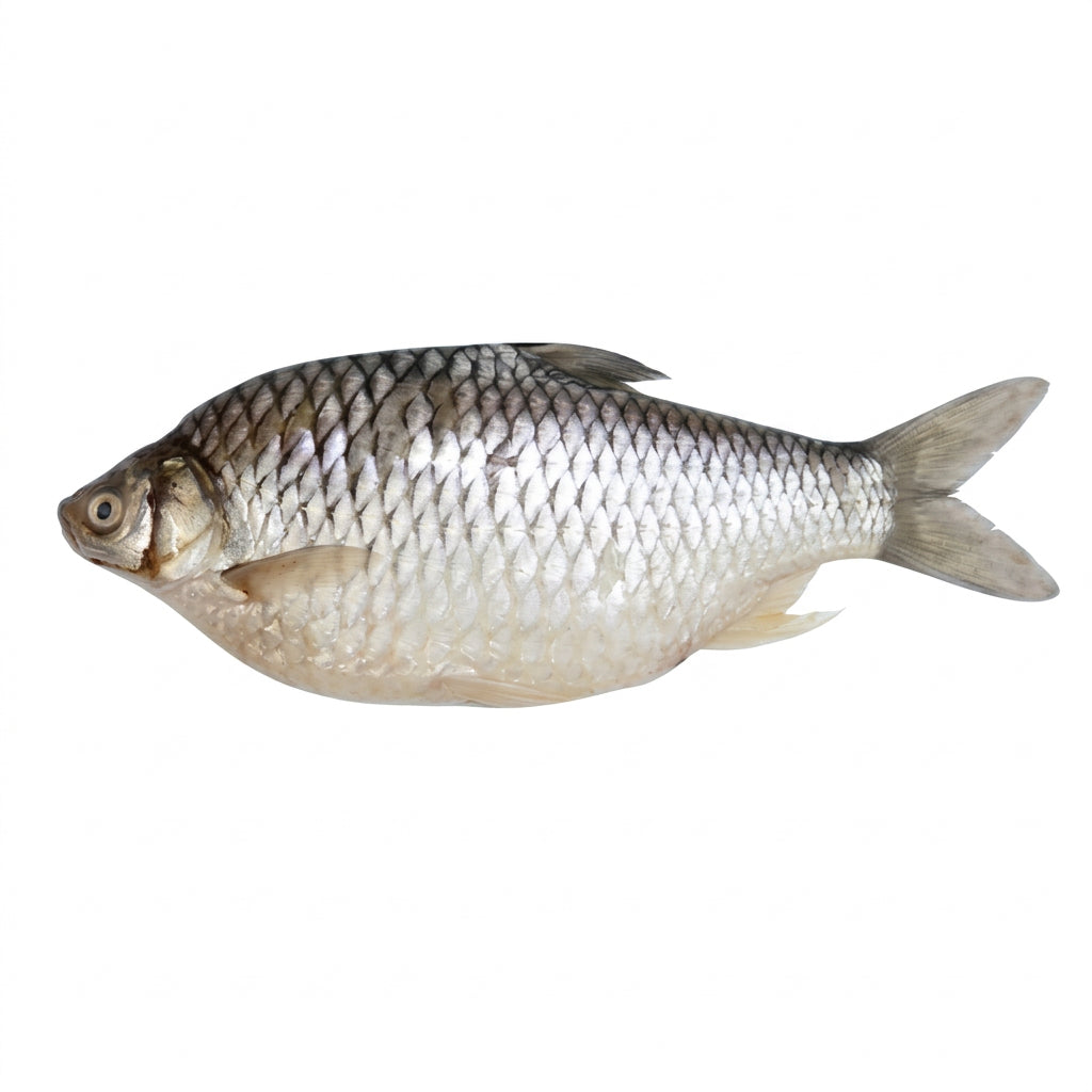 Shor Puti Fish -1.5 kg Up-NYC