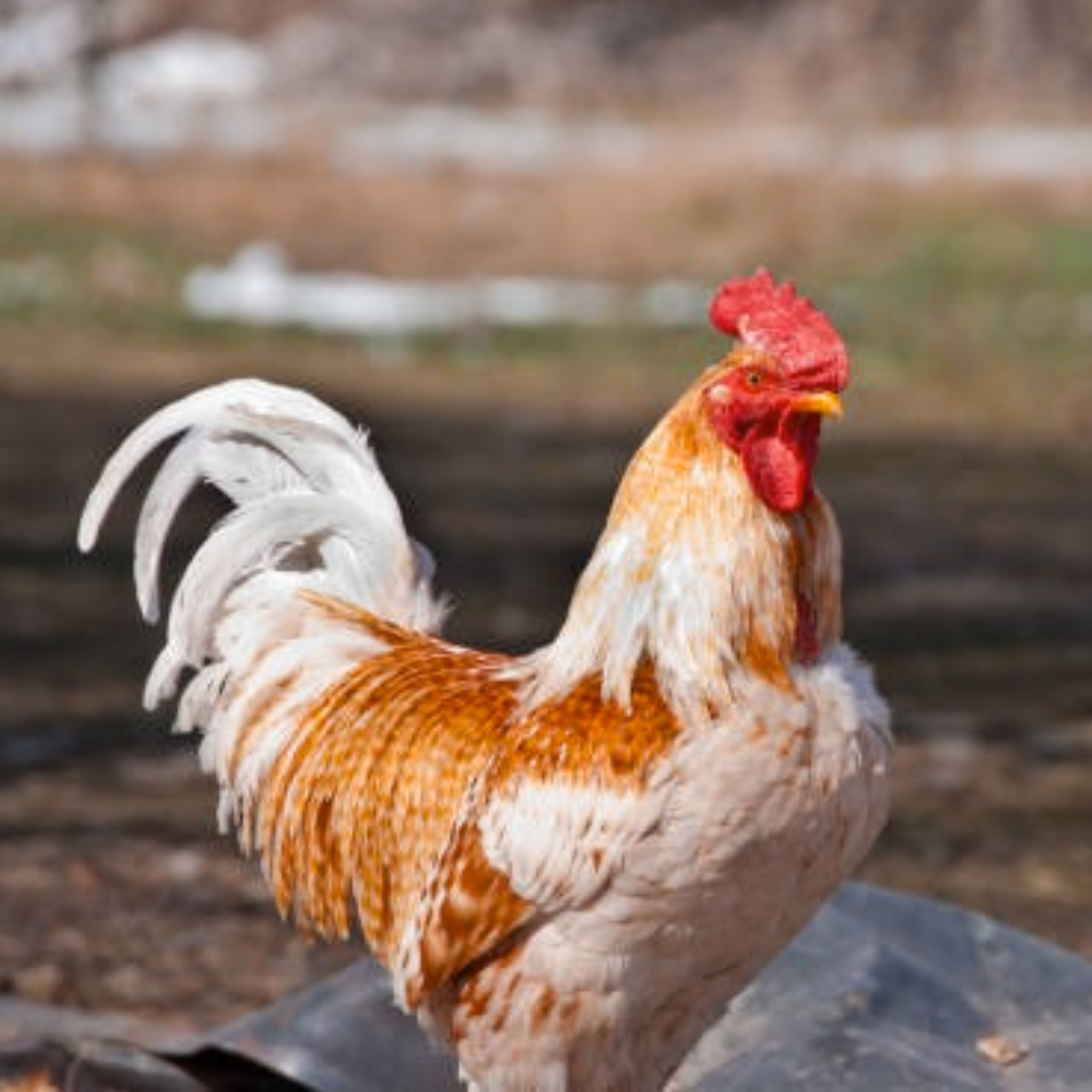 A live whole rooster with a brown, white, and red plumage, plucked and displayed outdoors.