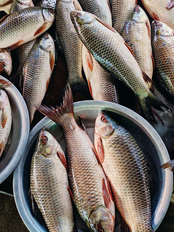 Rohu (Rui) Fish - 5 kg