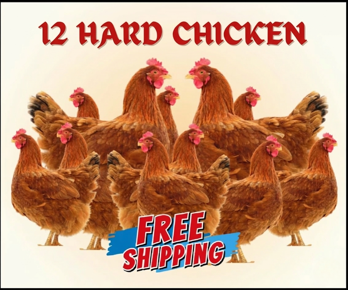 12 Hard Chicken