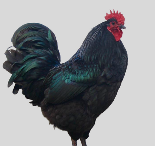 Live whole rooster (black) - 6.3-6.8 lb (clean and cut)