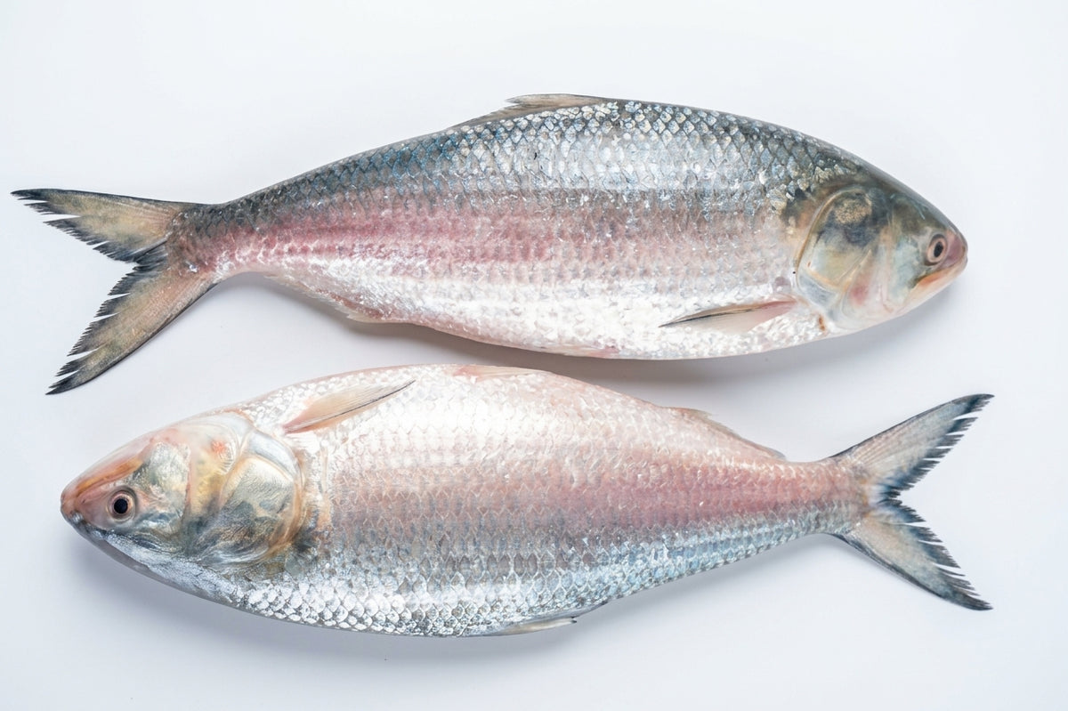 Hilsha (Ilish) Fish 2PC (1000/1200gm)-pack