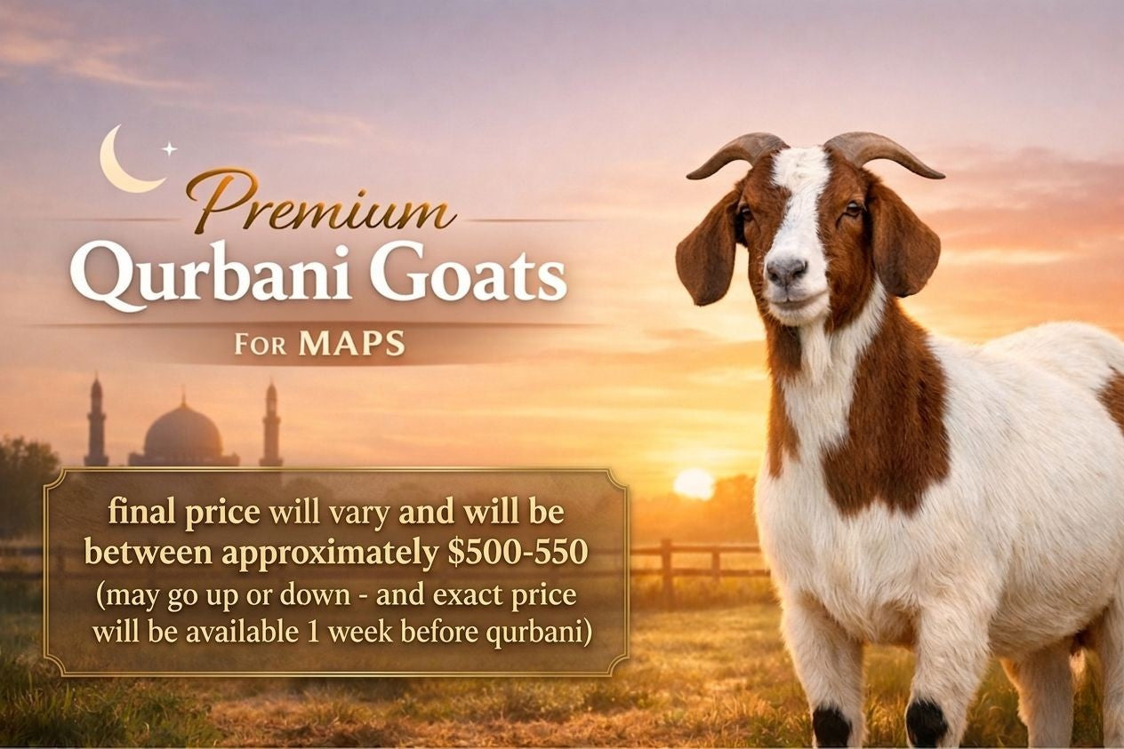 Goat For MAPS-Around 40 lb