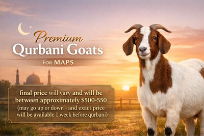 Goat For MAPS-Around 40 lb