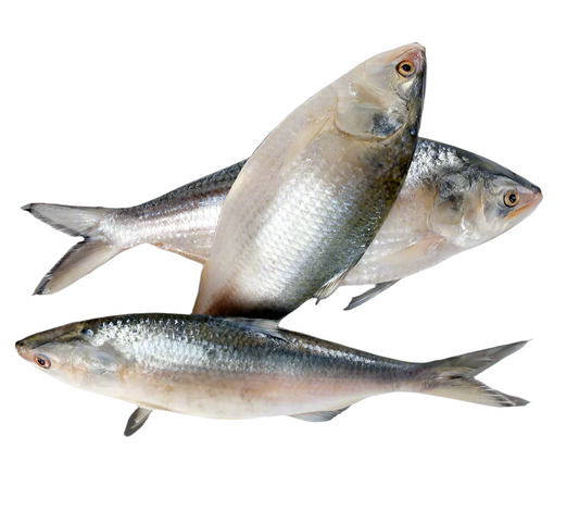 Three fresh Hilsa (Ilish) fish on a white background, showing silver scales and dark bellies.
