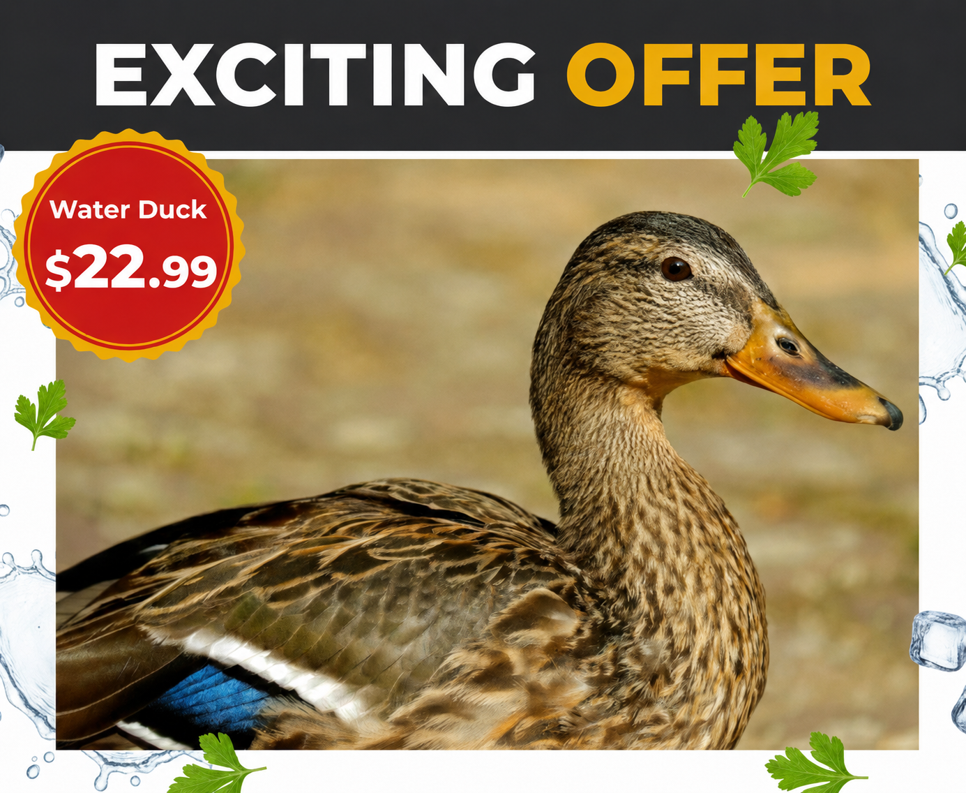 Water Duck – Limited Time Offer ($22.99)-NYC