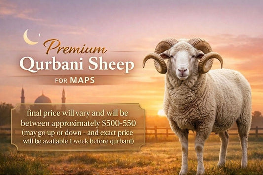 Sheep For MAPS-Around 50 lb