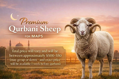 Sheep For MAPS-Around 50 lb