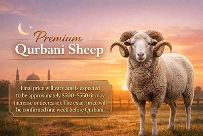 Quarbani  Special Sheep-Around 50 lb