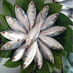 Bangladeshi Hilsha (Illish) Fish - 1000/1200gm