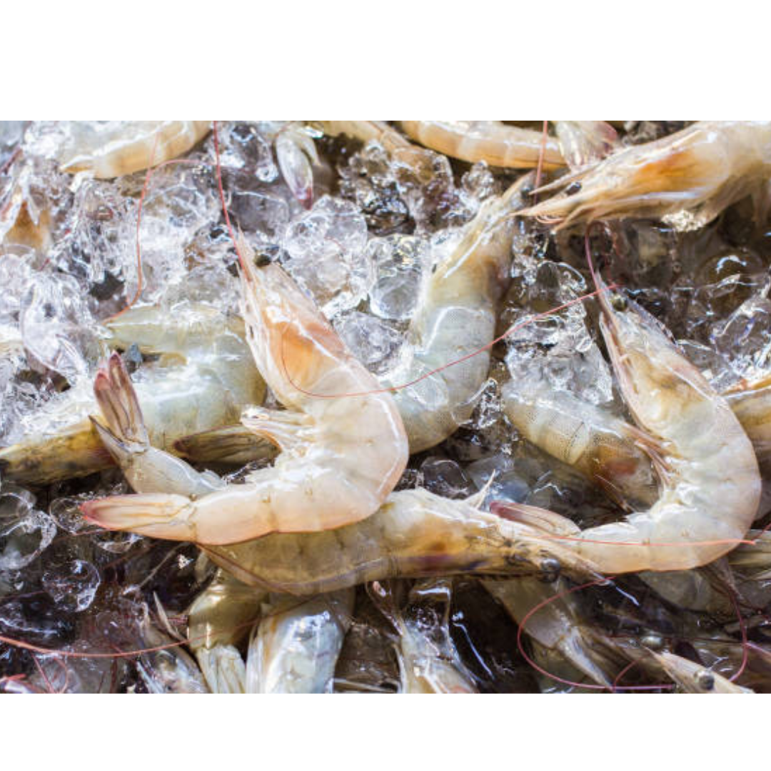 Gura Essa (TinnyShrimp)-250gm -NYC