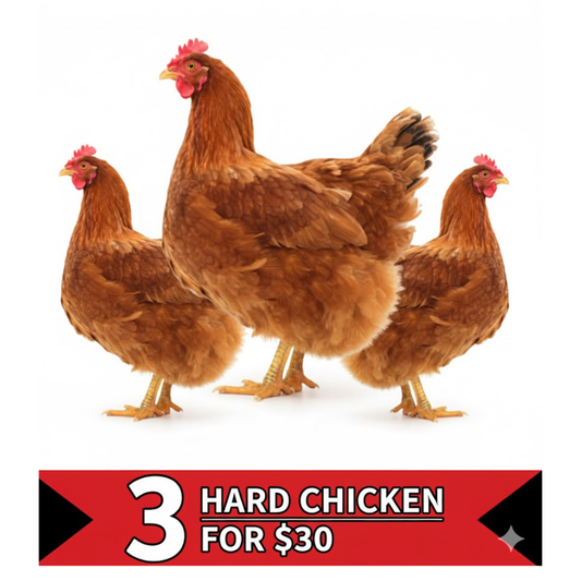 3 hard chicken for $30!