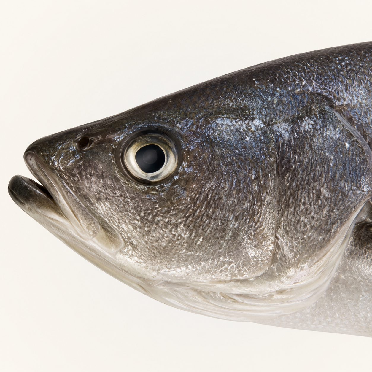 Big Koral Fish Head pcs from 14 kg up Koral Fish (Cut Into Pcs)( Vacuum Packed)-(2-2.2 lb)