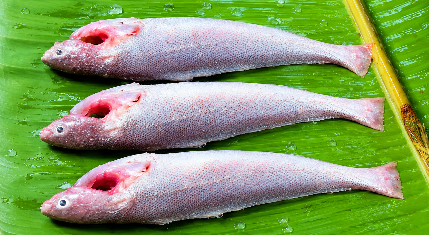 Shahjalal Poa Fish-(loose)-1.75 lb up -NYC