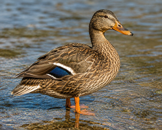 Live Water Duck