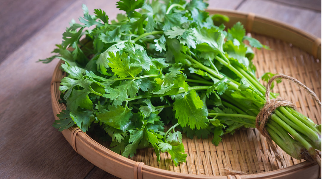 Cilantro- 1 Bundle( .8-1.1 lb)-NYC