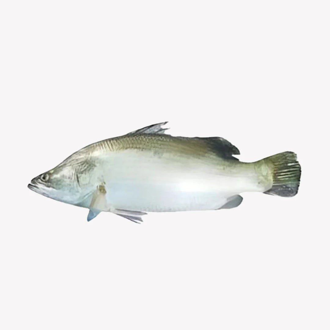 Dhani Koral (Bhetki)(Block)-500gm