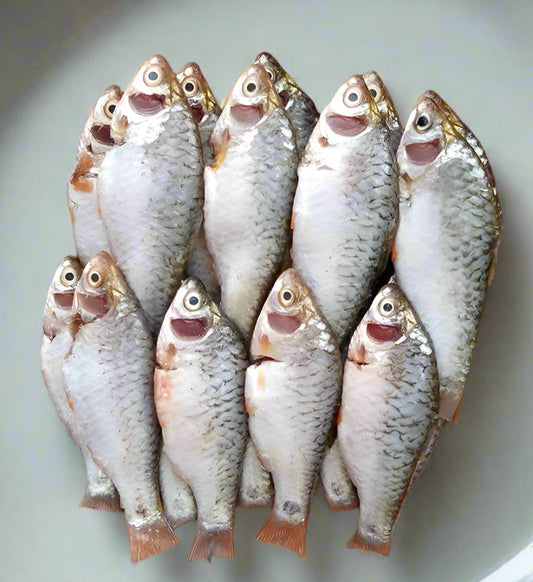 Raw Puti fish Small size on a white Bagkground.