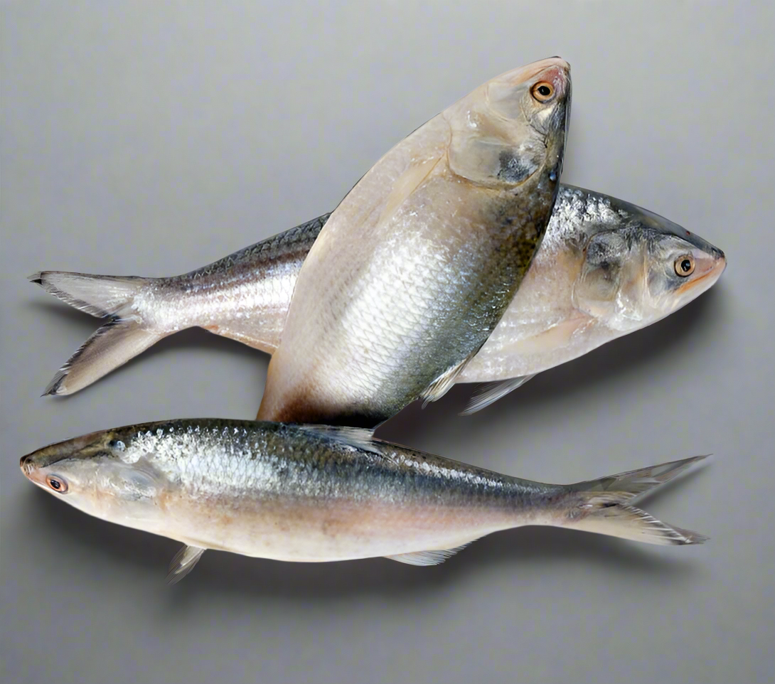 Whole Hilsa (Ilish) Fish 2.7-3lb