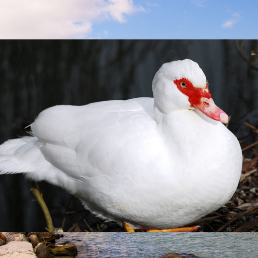 Live whole duck (Muscovy) - around 10lb live
