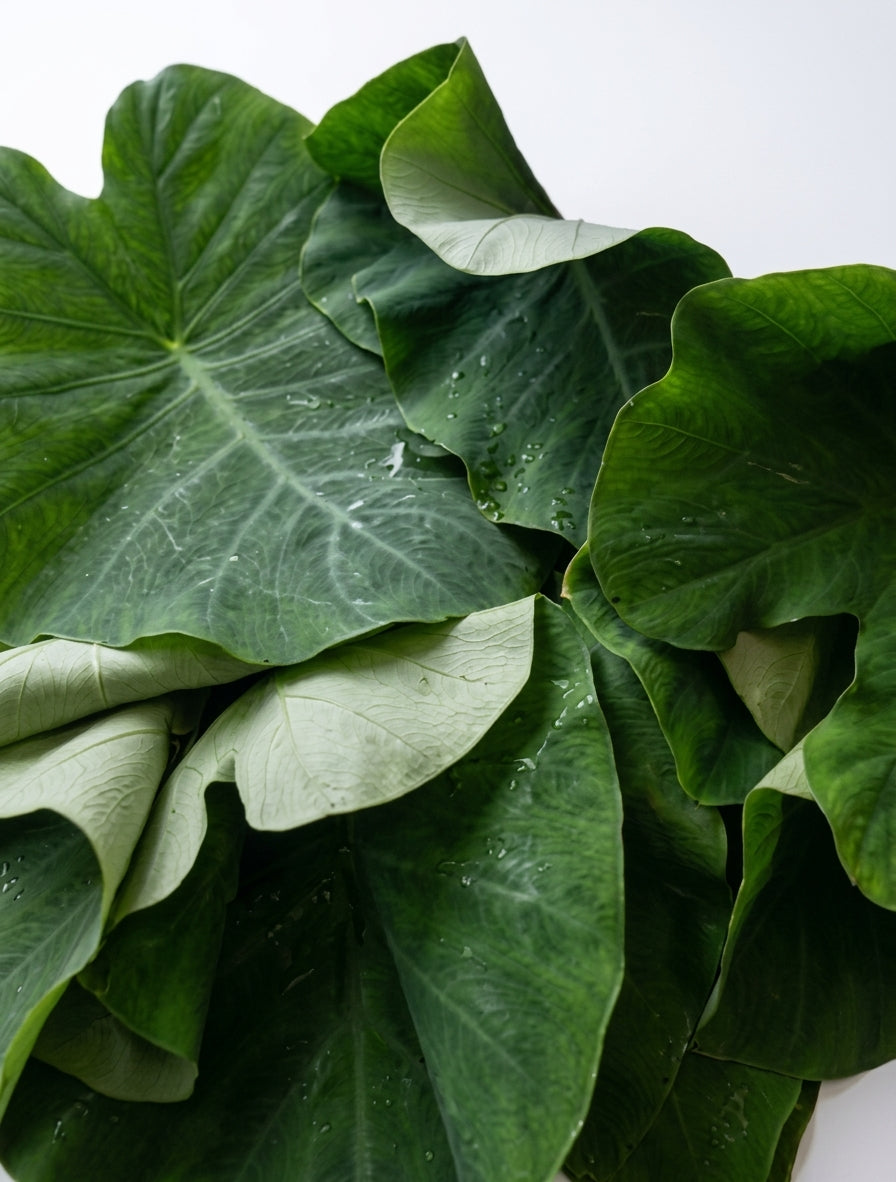 A close-up of overlapping tropical green leaves with prominent veins and water droplets, arranged on a plain white background.