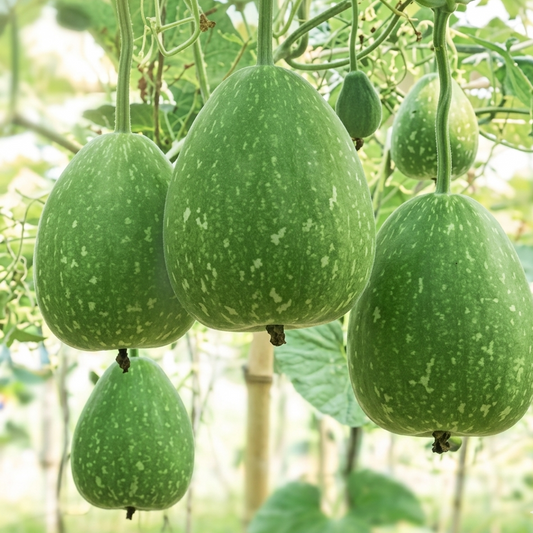 Fresh Bottle Gourd (Lau)  – 5 lb