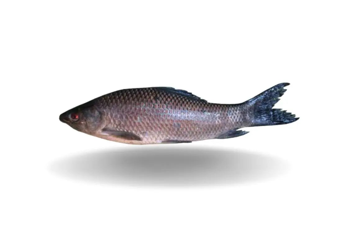 Kalibaush Fish - 1.5/2 kg -NYC