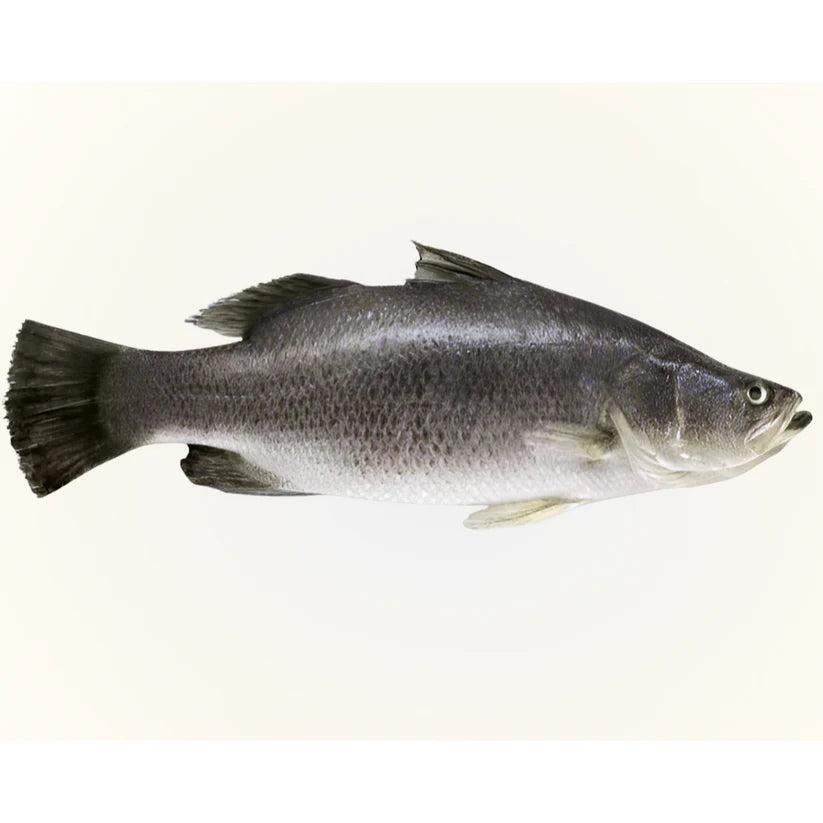 Big Koral (Fish & Head) Pieces from 15 kg up Koral Fish ( Vacuum Packed)-(2-2.2 lb)